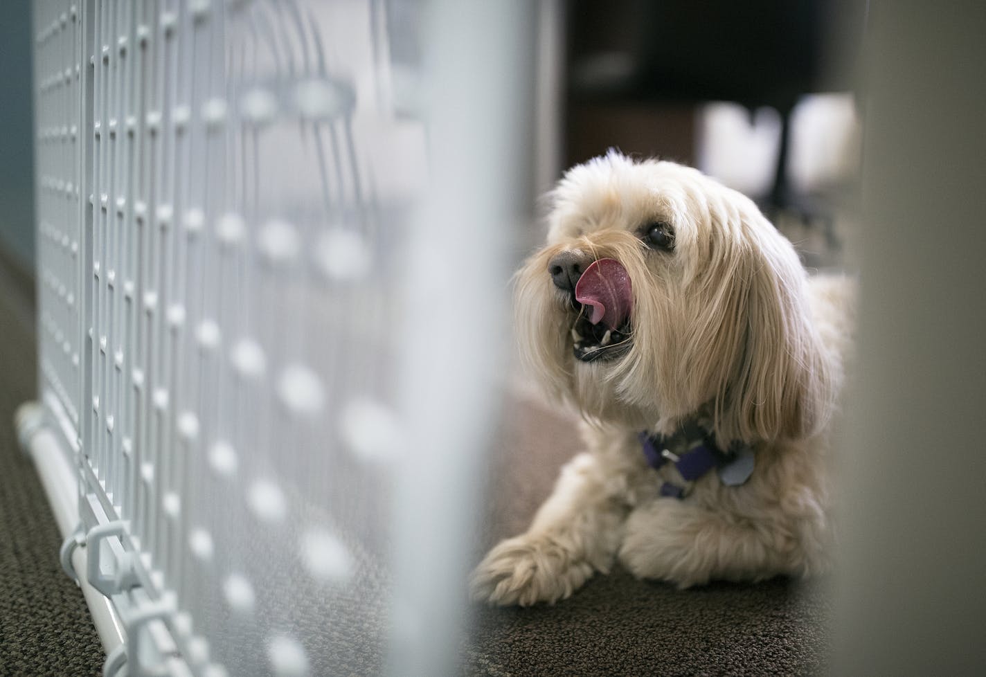 Ruby waited on her owner, Todd Schoolman, head of human resources at Opportunity Partners in Minnetonka.