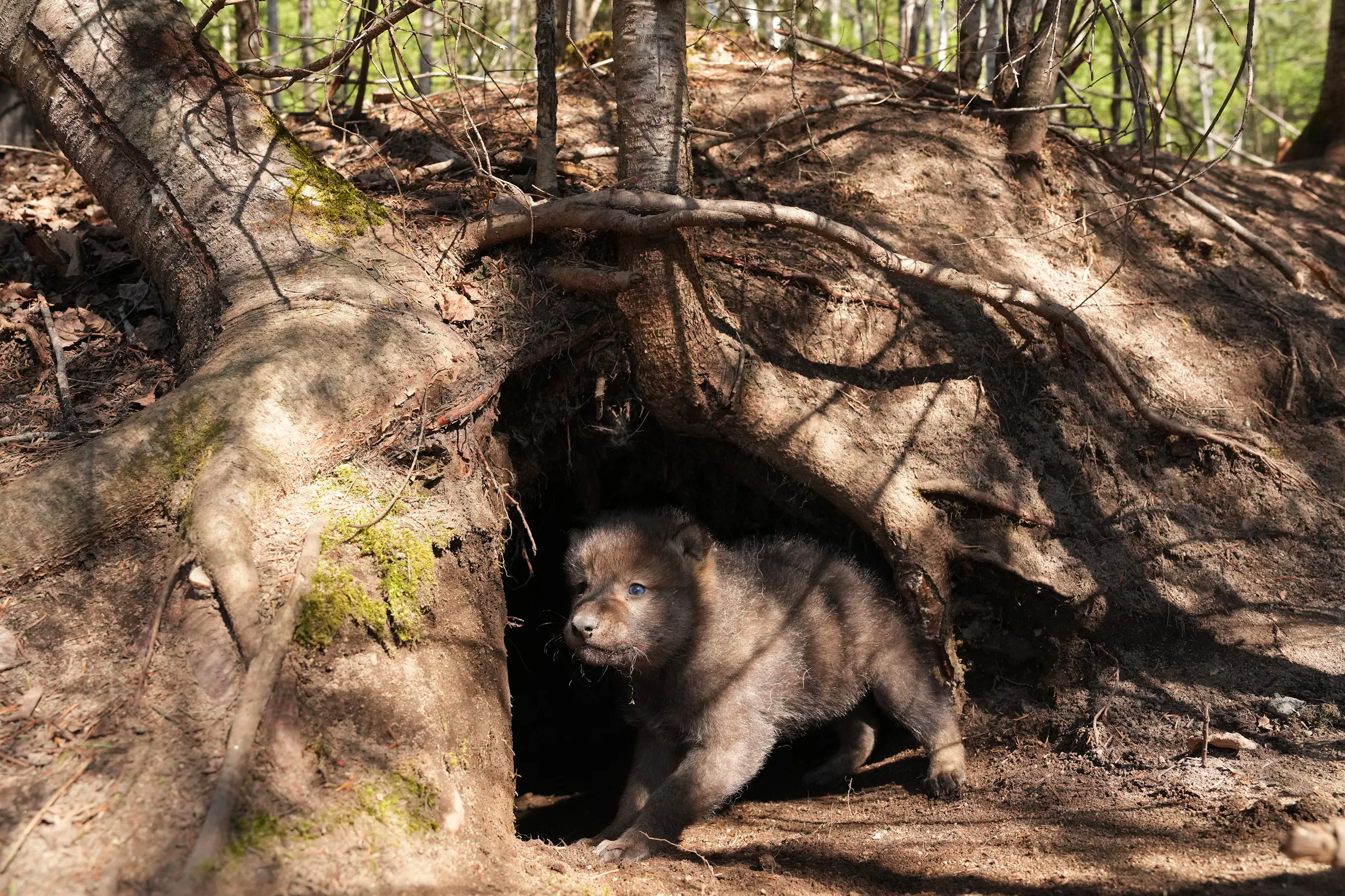 Video shows wolf fishing for spawning suckers in northern Minnesota