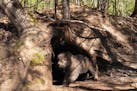 A male pup from the Windsong pack stands outside its den Monday, May 6, 2024 near Kabetogama, Minn. Trail camera footage from the Voyageurs Wolf Proje