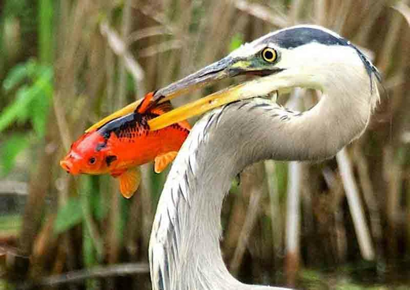 A great blue heron snatched a goldfish out of the waters of Wood Lake Nature Center in Richfield.