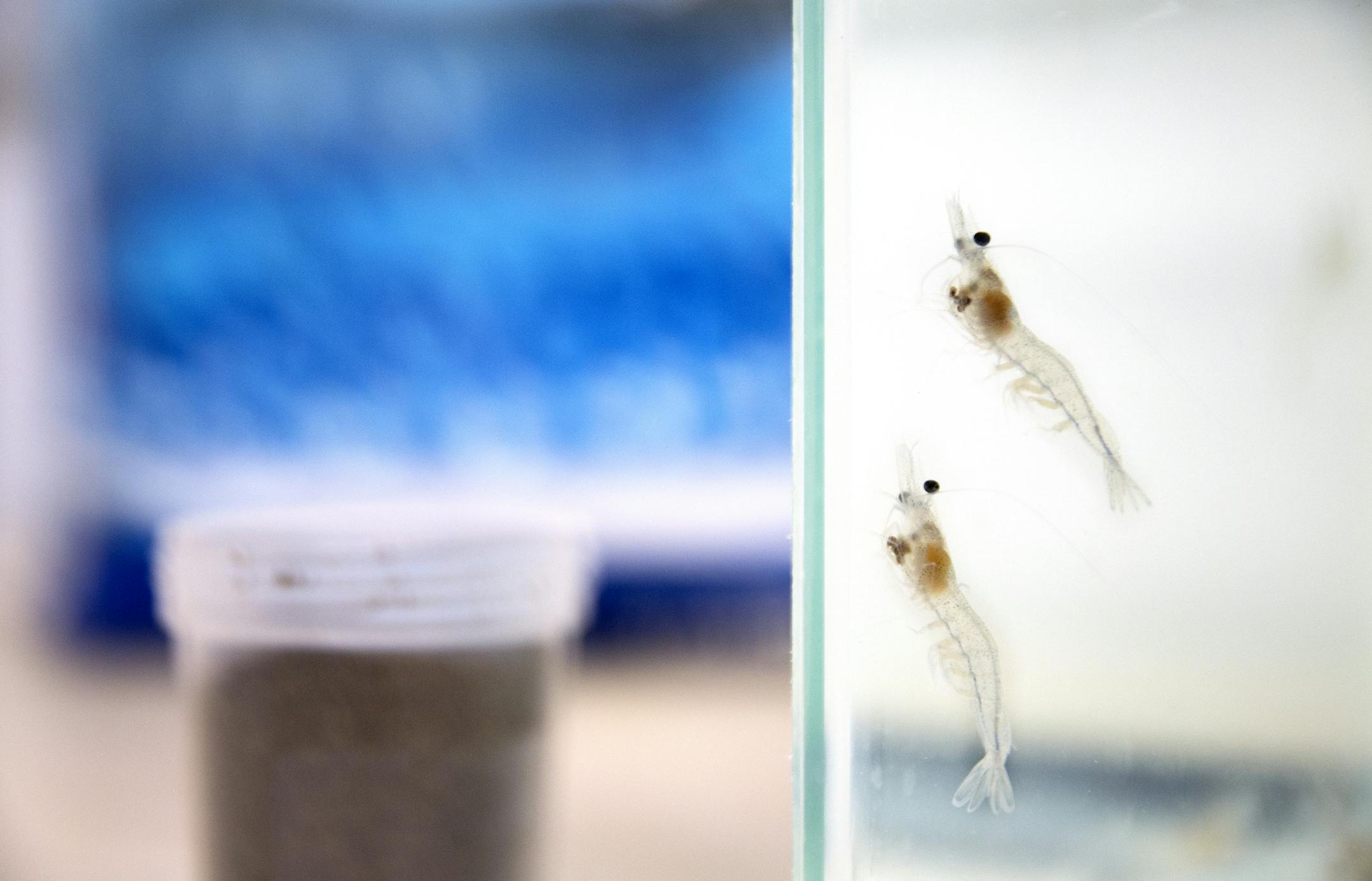 Two shrimp swim in an aquarium at Cargill's Aquaculture lab in Elk River on Tuesday, January 20, 2015. ] LEILA NAVIDI leila.navidi@startribune.com / BACKGROUND INFORMATION: Aquaculture -- fish and shrimp farming -- is still small to compared to hogs, poultry and livestock, but its growing fast and its an important animal feed market for Cargill.