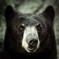 istock Black bear
