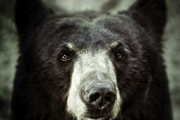 istock Black bear