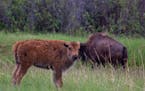 South Dakota's Custer State Park, with bison and other animals, is a great spot to watch wildlife. photo by Terri Peterson Smith, special to the Star 