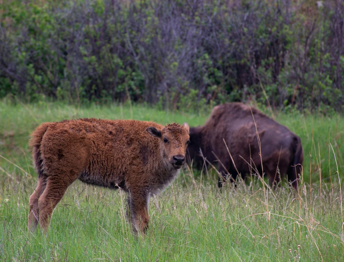 South Dakota's Custer State Park, with bison and other animals, is a great spot to watch wildlife. photo by Terri Peterson Smith, special to the Star Tribune