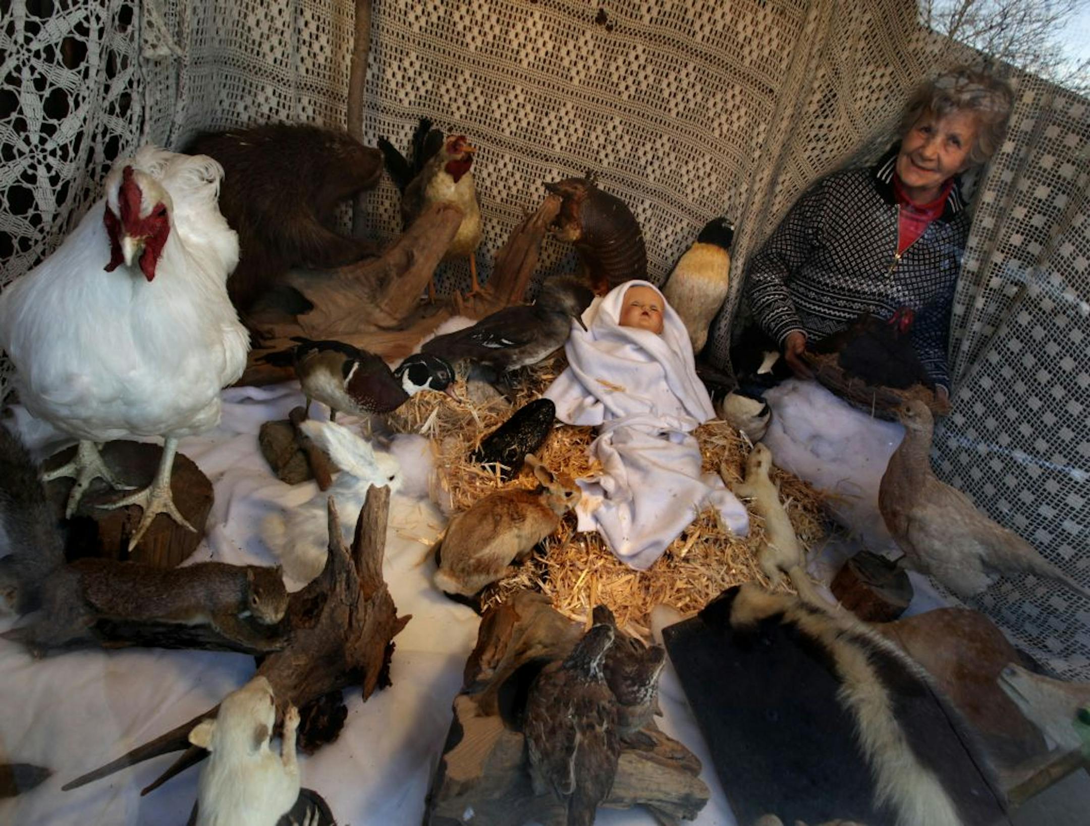 For about 15 years, Rosie Wescott has assembled a Nativity scene of taxidermied animals in the front window of the St. Paul antiques store that she and her husband own.