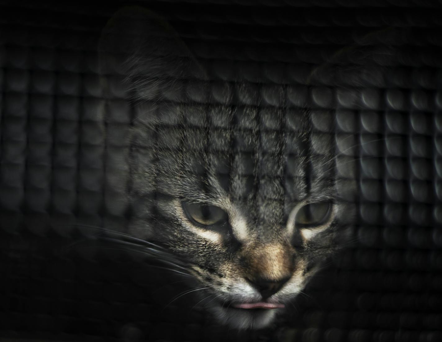 A couple cats wait to be seen by a veterinarian at the free clinic.] RICHARD TSONG-TAATARII ¥ richard.tsong-taatarii@startribune.com