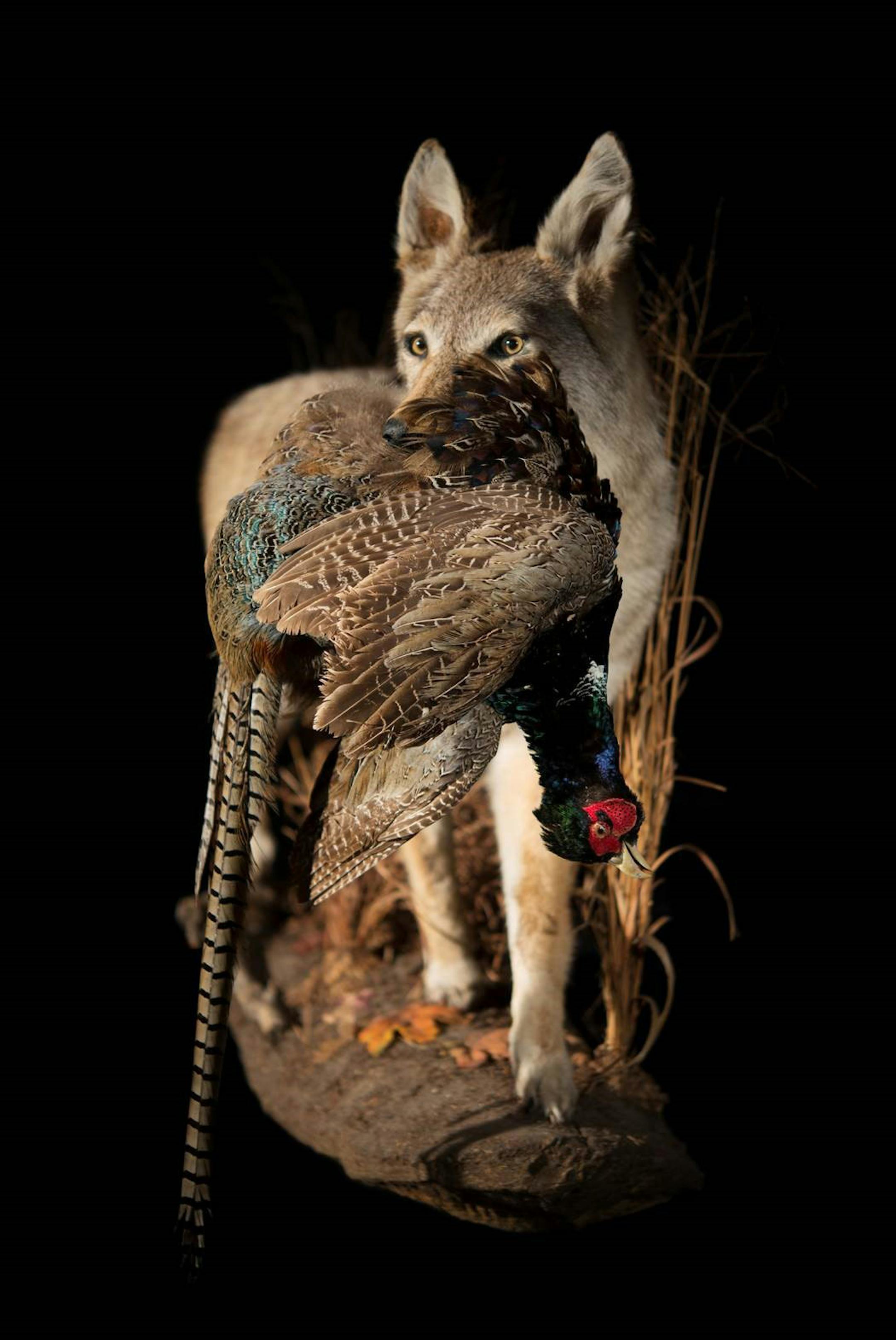 Artwork by Jeff Millikan