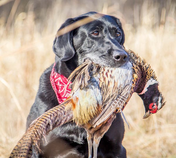 Raven, Ron Schara's black Labrador made famous on his master's TV show, "Minnesota Bound,'' is in the latter stages of her retrieving career.