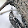 A brown creeper goes for a spider snack.