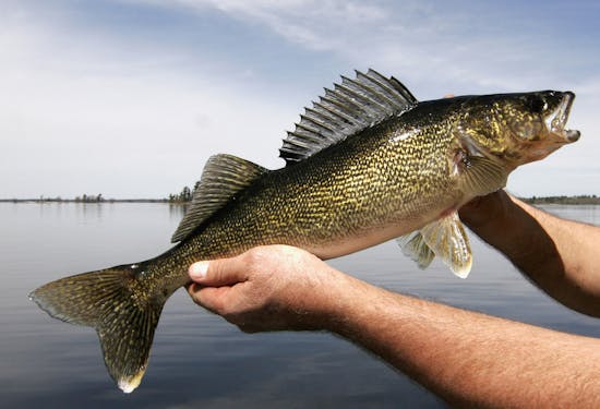 Mille Lacs walleye quota for 2014 will be lowest ever