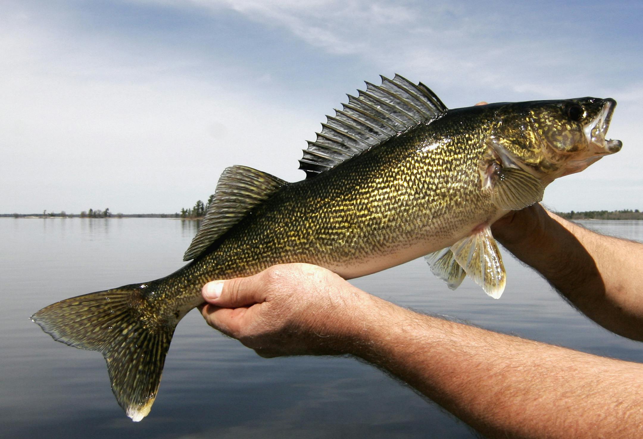 Doug Smith/Star Tribune, May 16, 2013. A Lake Kabetogama walleye. ORG XMIT: MIN1305221506380960