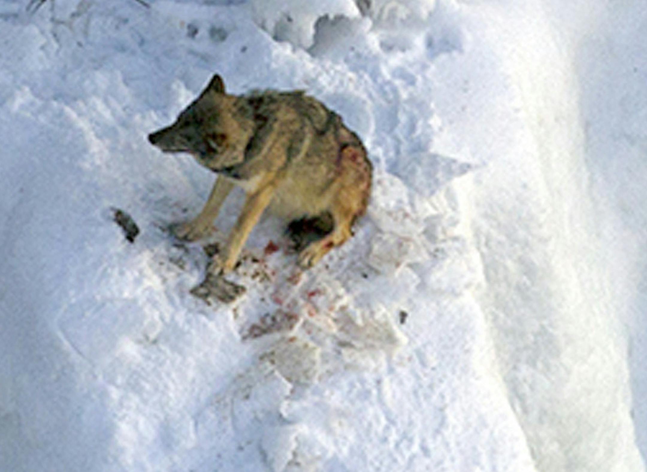 In this 2013 photo provided by Rolf Peterson one of the few remaining gray wolves on Isle Royale, Isabelle, talkes refuge on an icy bluff over Lake Superior to lick her wounds after being attacked by other wolves. During this winter's prolonged deep freeze, Isabelle escaped from the island to the mainland across the frozen surface of of Lake Superior. Scientists said Tuesday, Feb. 25, 2014 that the five-year-old female gray wolf was found dead earlier this month along the shoreline on the Grand