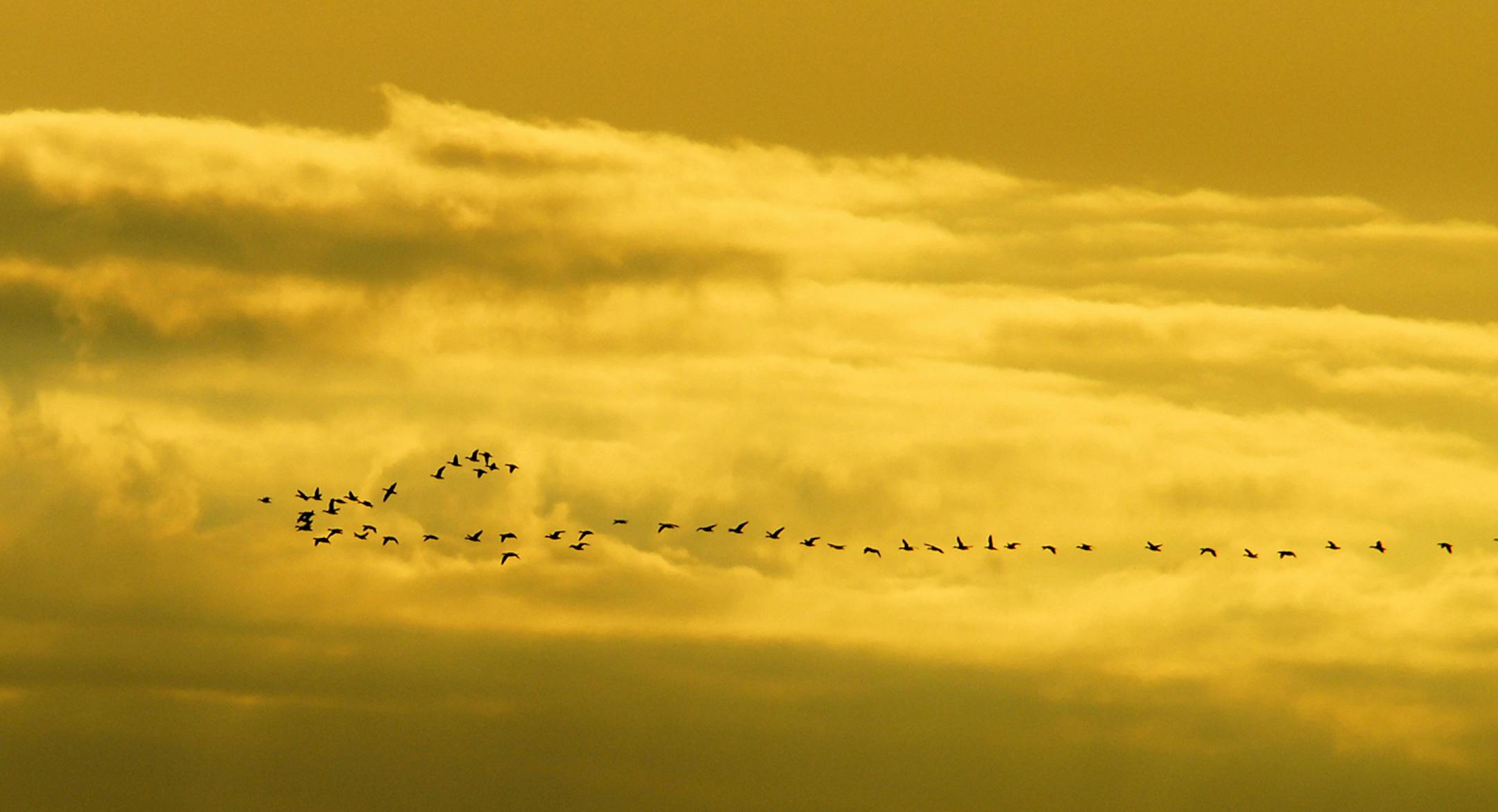 A skein of Canada geese, made up of family groups and individuals, heads out at dusk on a leg of their migratory journey. credit: Jim Williams