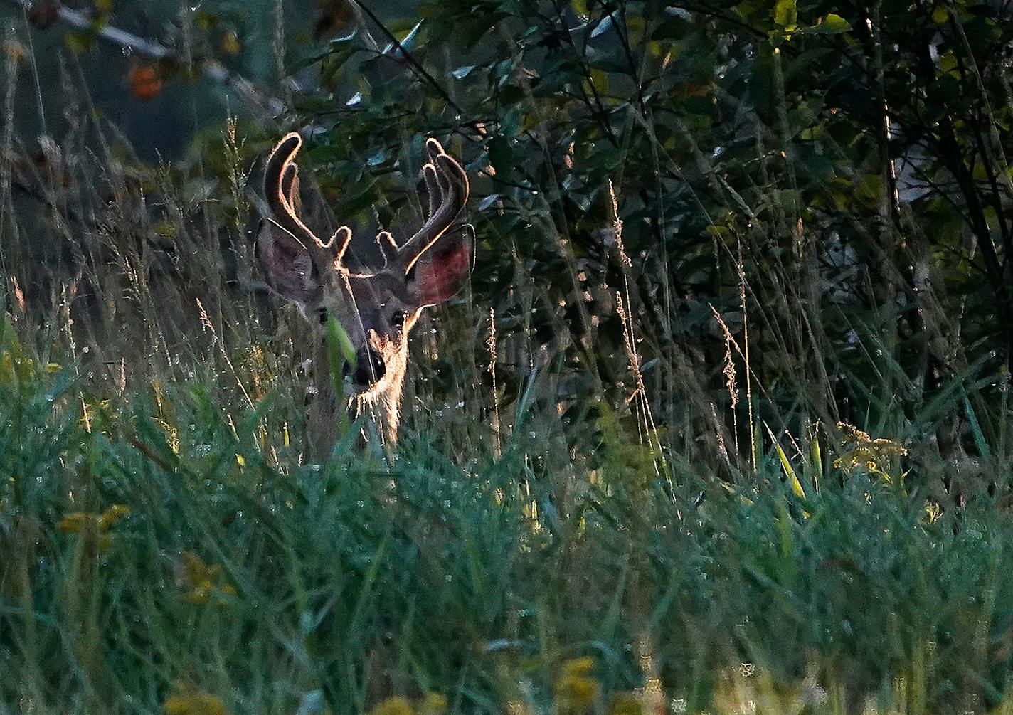 A young, whitetail buck paused in high grass after crossing a county road.