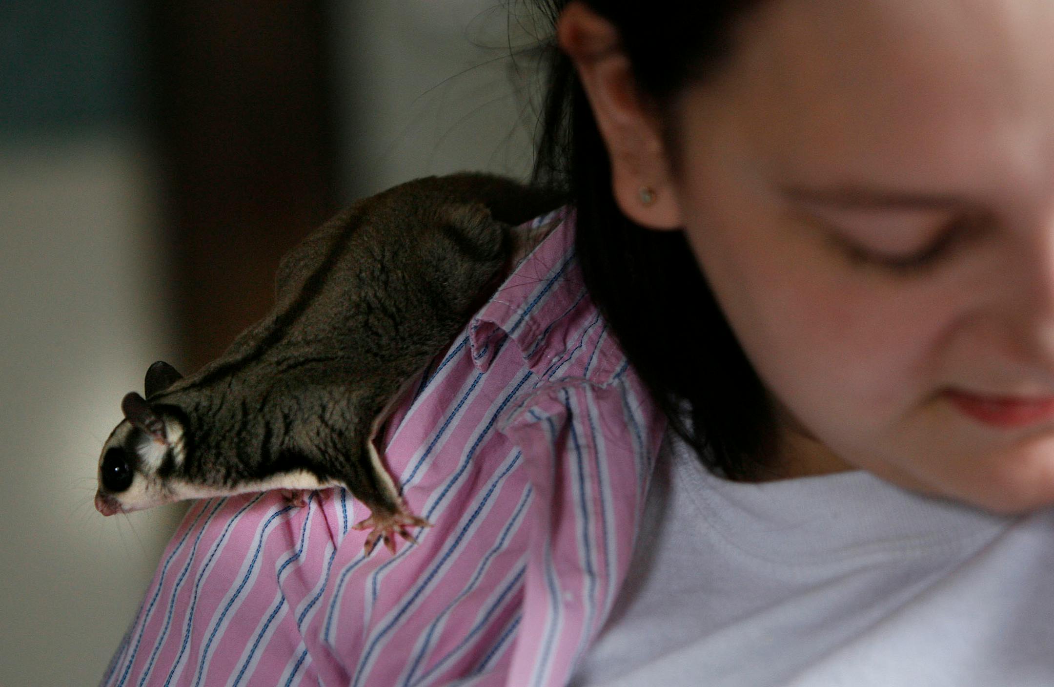 Gwen Hovde let one of her sugar gliders run around her shoulders at her house in Minneapolis.