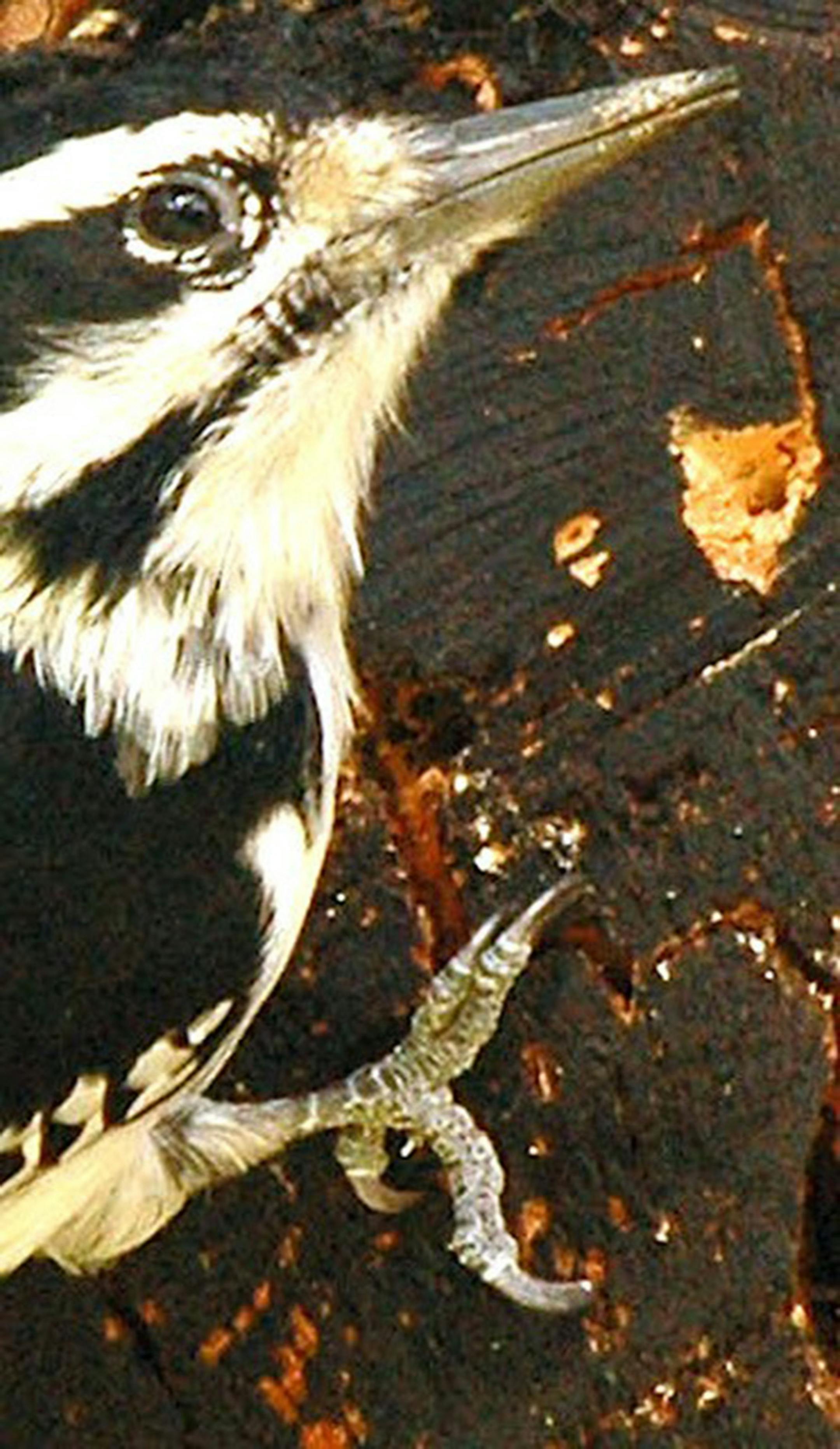 Hairy woodpeckers have four toes, on this foot two facing forward, two to the rear. The toes can be arranged as needed.