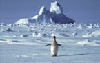 FILE - In this undated file photo, a lonely penguin appears in Antarctica during the southern hemisphere's summer season. The temperature in northern 