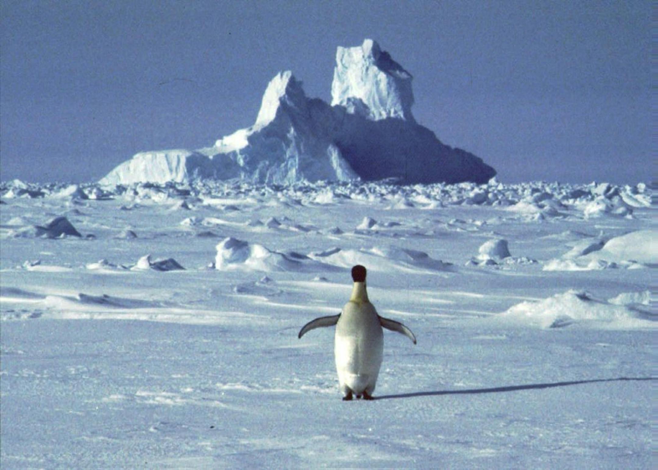 FILE - In this undated file photo, a lonely penguin appears in Antarctica during the southern hemisphere's summer season. The temperature in northern Antarctica hit nearly 65 degrees (18.3 degrees Celsius), a likely heat record on the continent best known for snow, ice, and penguins. The reading was taken Thursday, Feb. 5, 2020 at an Argentine research base and still needs to be verified by the World Meteorological Organization.