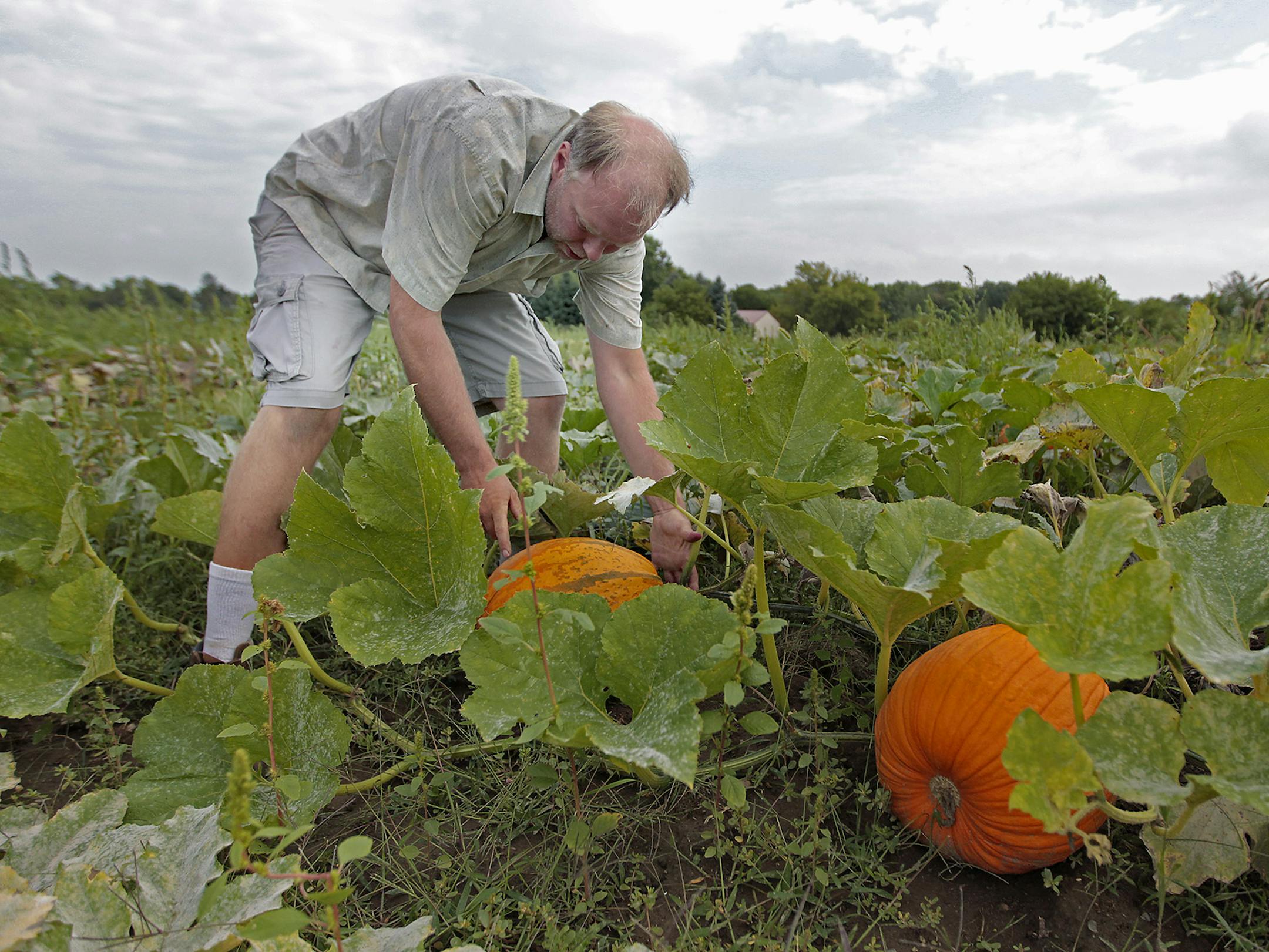 Gabe Knaptson sifted through his pumpkin patch known as Knaptson Orchards, Thursday, August 4, 2014 in Greenfield, MN. Knapston and his family own and operate the orchard which has pumpkins, raspberries, apples, cherries, flowers, and many vegetables. ] (ELIZABETH FLORES/STAR TRIBUNE) ELIZABETH FLORES • eflores@startribune.com