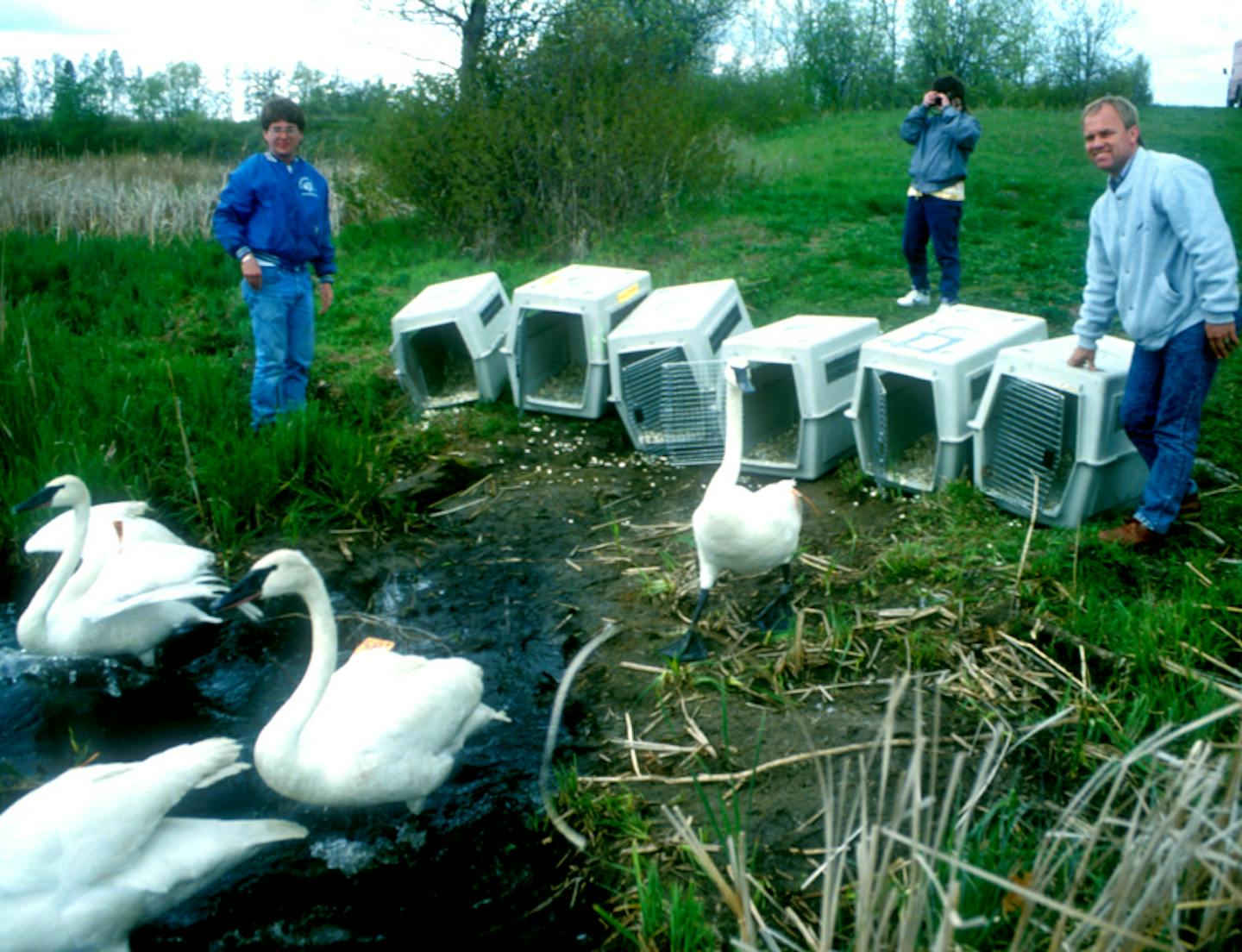 1990:&#x2009;DNR wildlife specialist Steve Kittelson, right, released swans at the Tamarac National Wildlife Refuge in northwestern Minnesota.