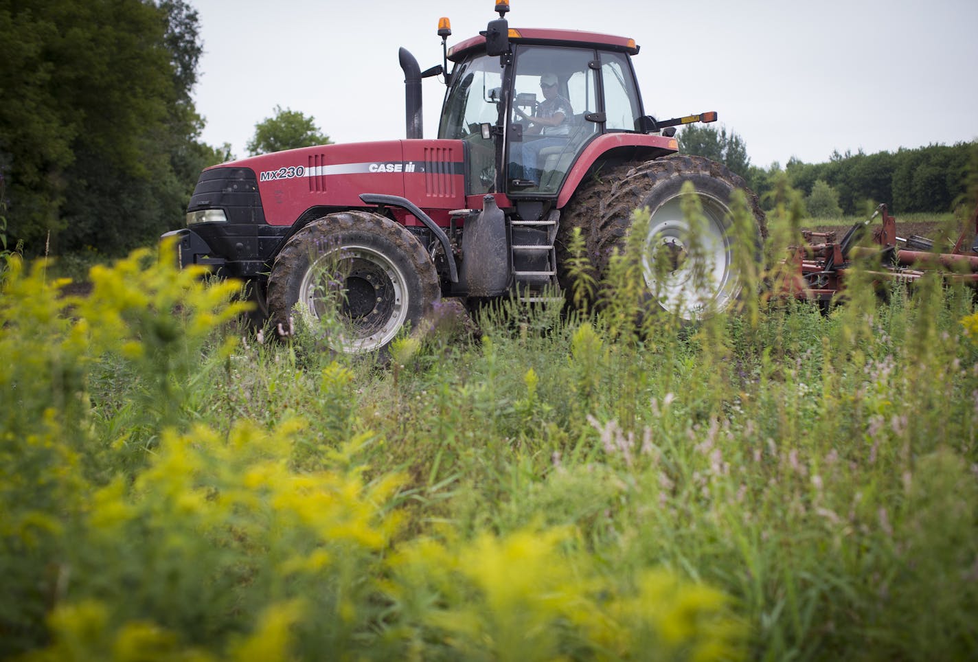 Keith Johnson, plowed a field for cover crop on rented land near his farm in Centre City, Minn., on Wednesday, August 21, 2014. He lets the outskirts of many of his fields grow wild with flowers and many native plants. ] RENEE JONES SCHNEIDER &#x2022; reneejones@startribune.com