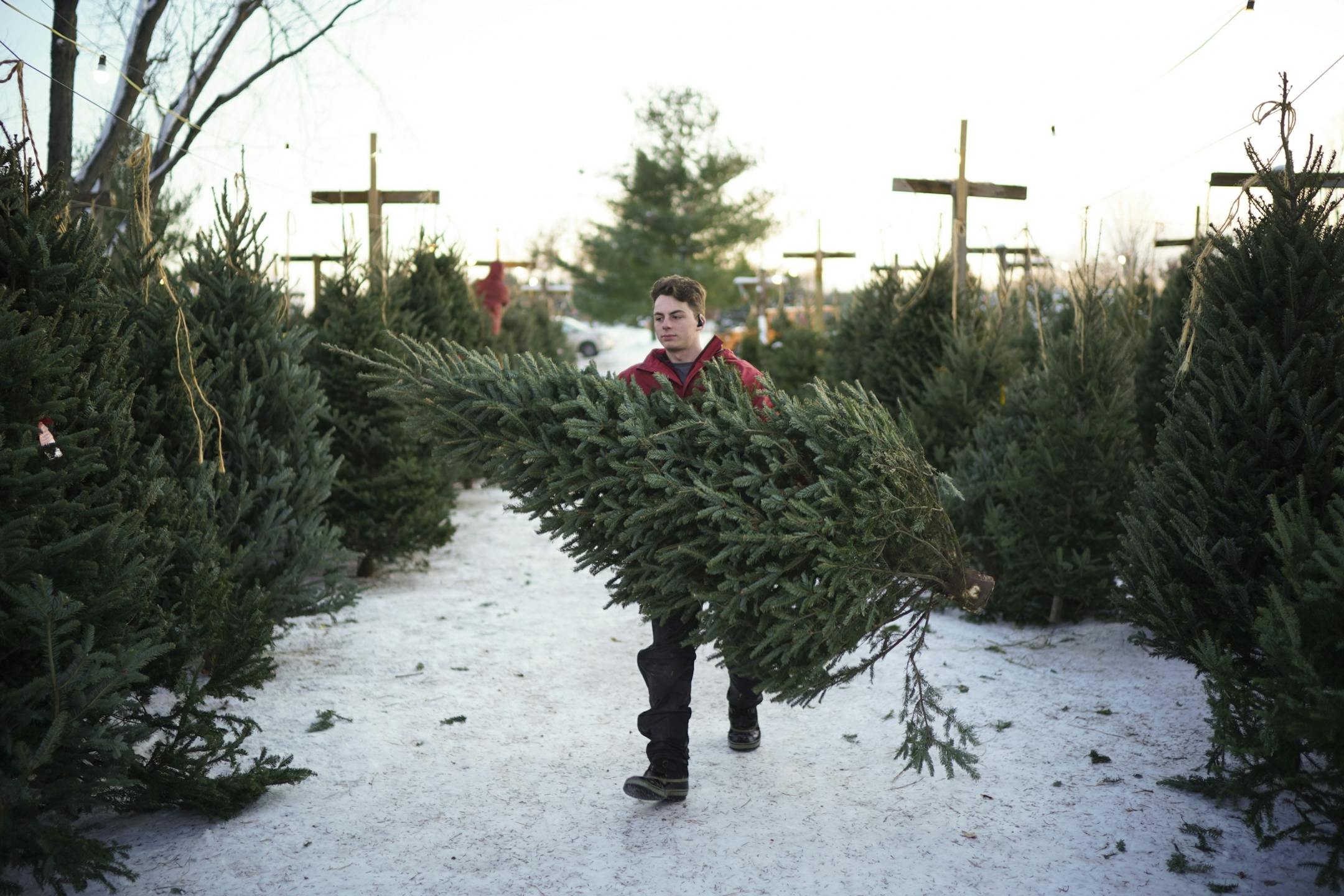 Logan Schilling carried a tree for a family to the checkout area Tuesday afternoon. He's the third generation of Krueger family members to work at the Christmas tree farm.
