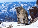 David Willis
A snow leopard in "Planet Earth II." There are may be as few as 3500 snow leopards left in the wild. They are famously illusive and diffi