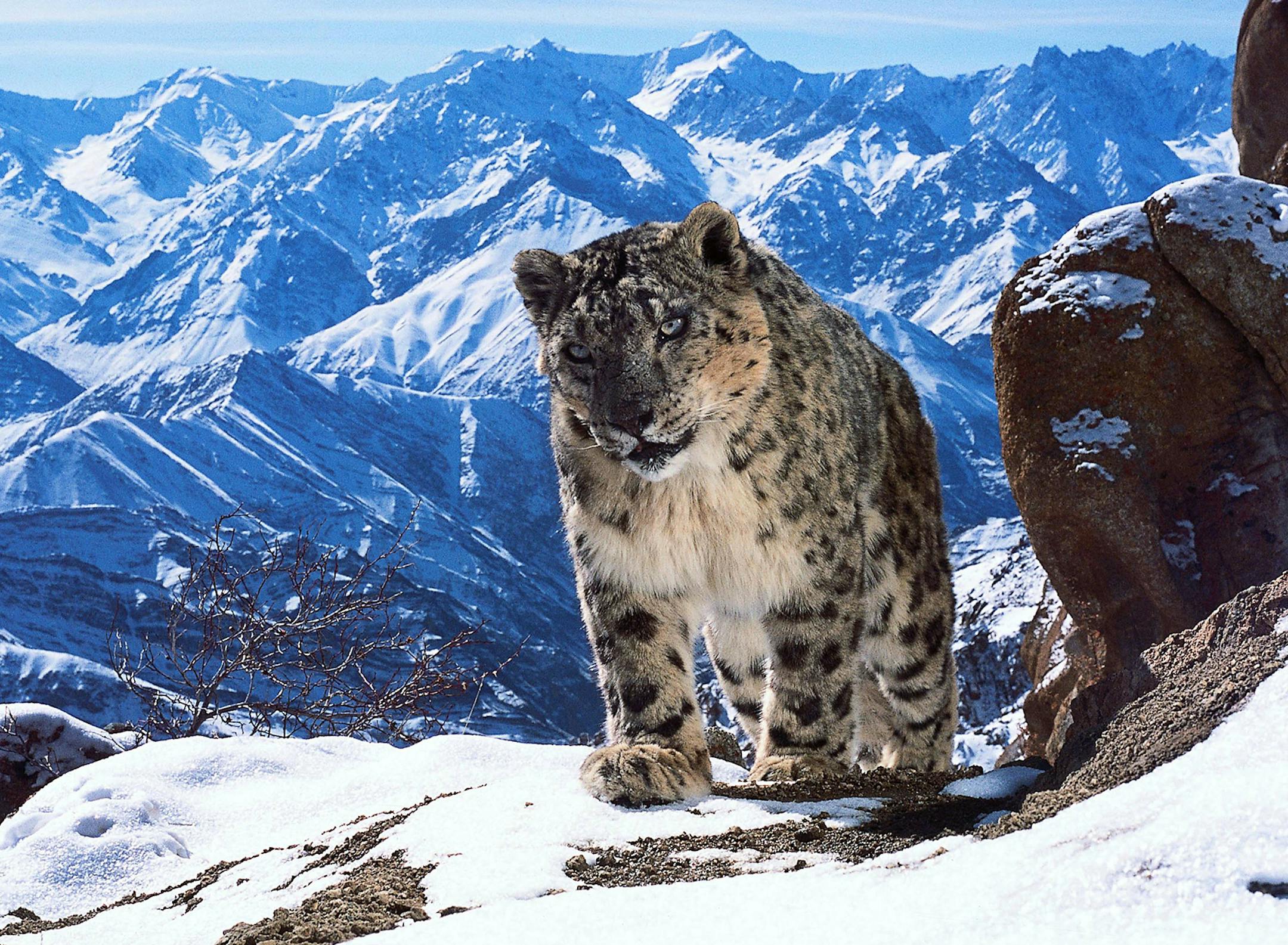 David Willis
A snow leopard in "Planet Earth II." There are may be as few as 3500 snow leopards left in the wild. They are famously illusive and difficult to film and have become increasingly threatened by climate change and human disturbance.