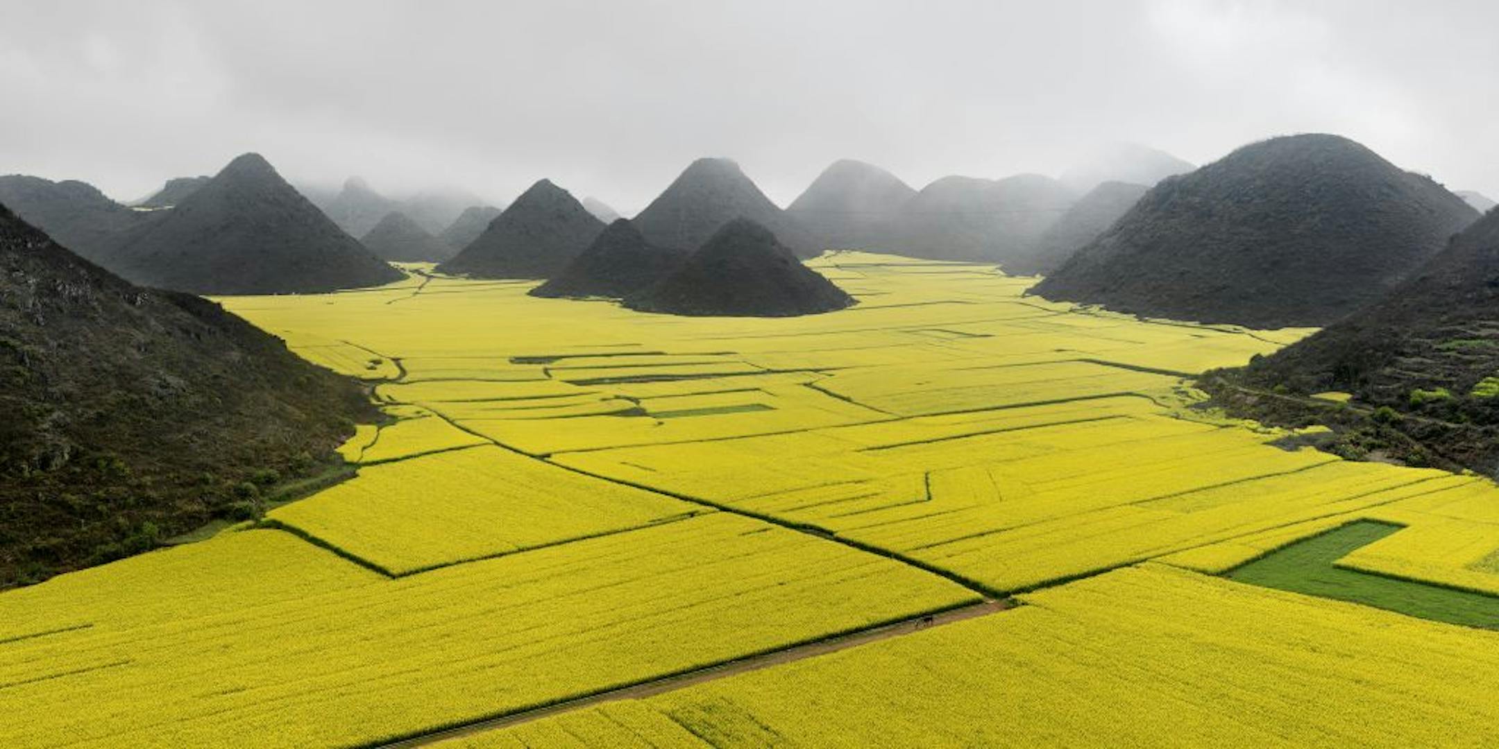 "Canola Fields"