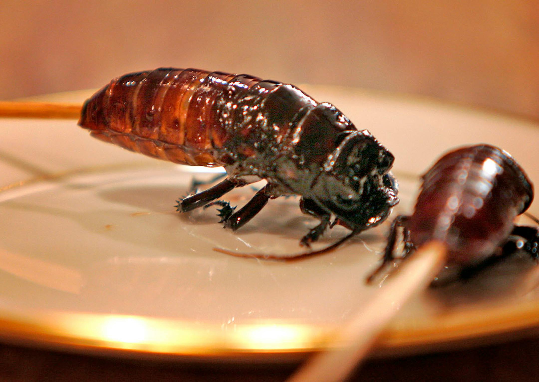 Teriyaki infused Madagascar hissing cockroaches on a stick are part of a segment for Andrew Zimmern's new Travel Channel show Bizarre Foods.