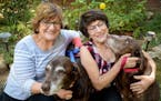 Retired sisters Patricia Avellar, left, and Artye Avellar recently adopted two older Labrador retriever brothers Hutch, left, and Starsky. (Craig Kohl