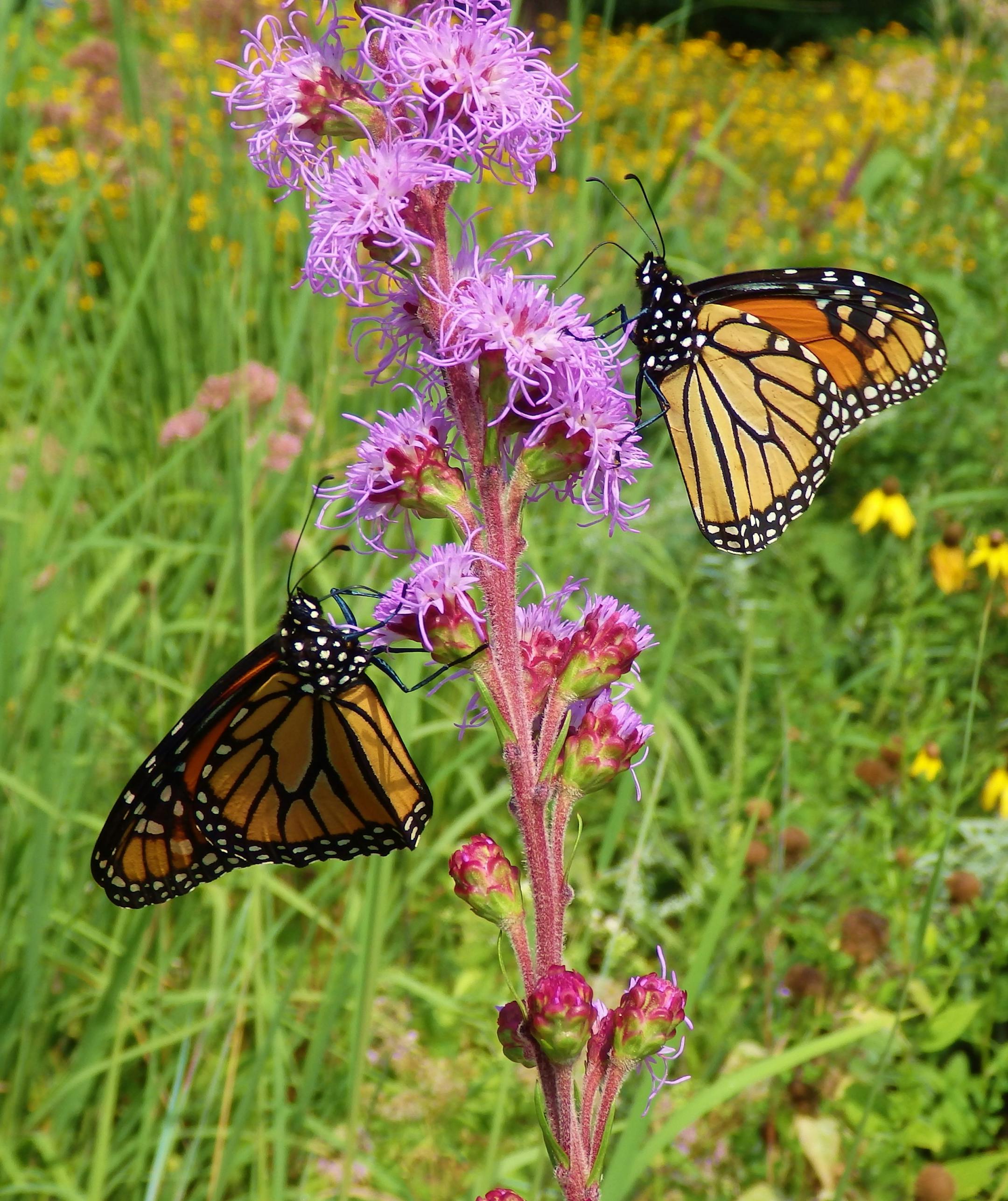 Meadow blazing star with two monarch butterflies. Pictures are from Susan Damon's pollinator friendly bee garden in St. Paul, Minn., all photographed throughout the spring and summer of 2014. ] Photos by Susan Damon