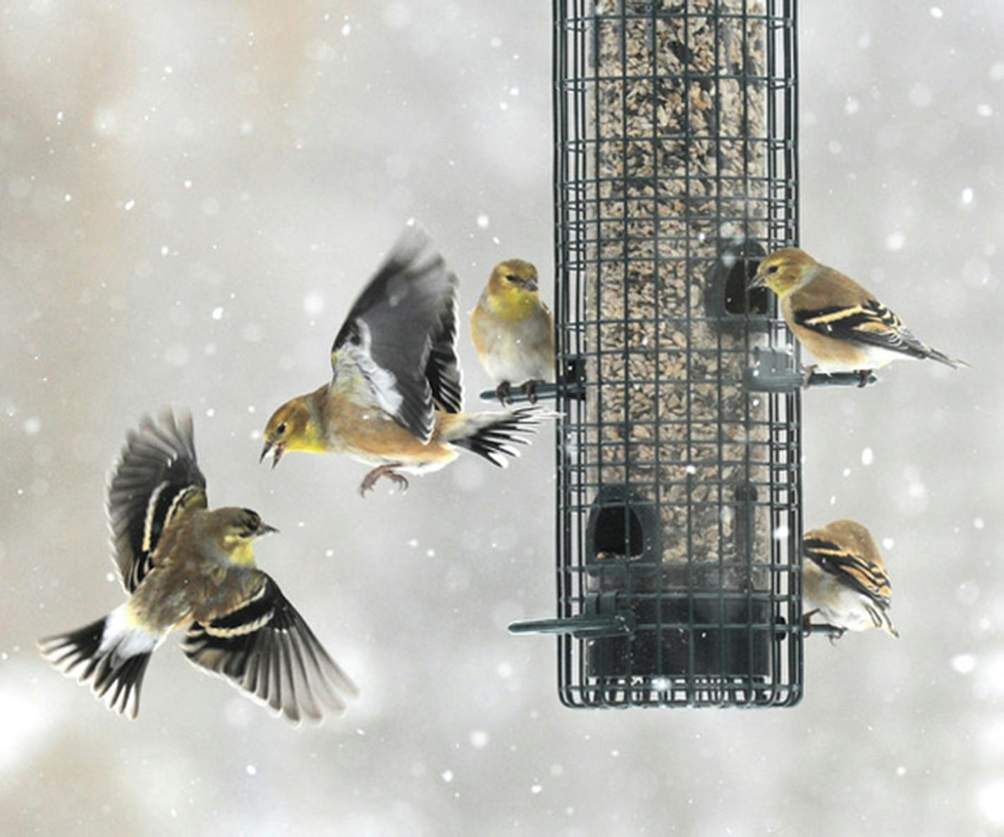 Three goldfinches perch on a tube bird feeder as two others fly next to it on a snowy day.