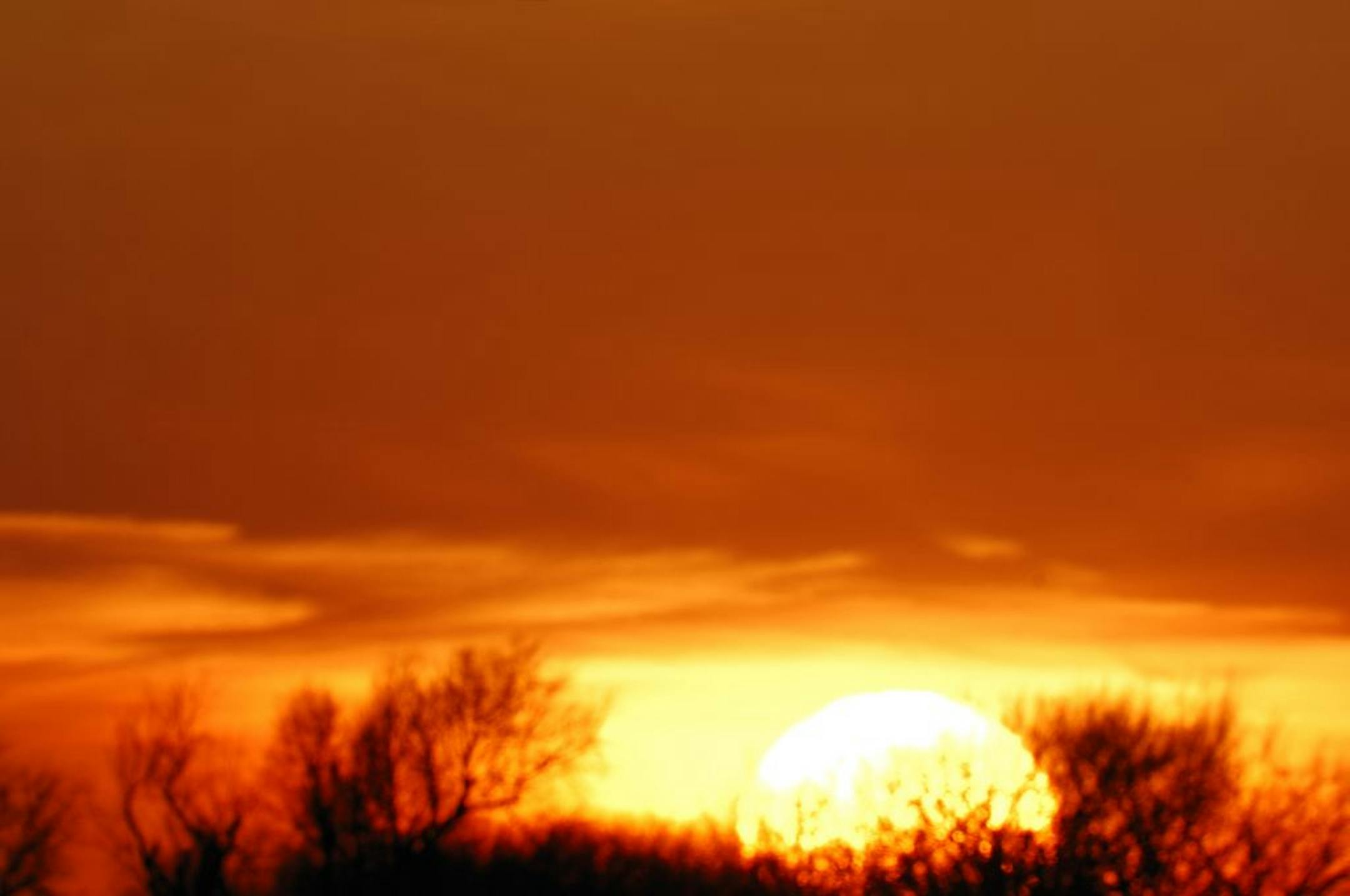 Sunset with a duck in flight silhouetted in foreground. Hunt, action, waterfowl, wetlands.