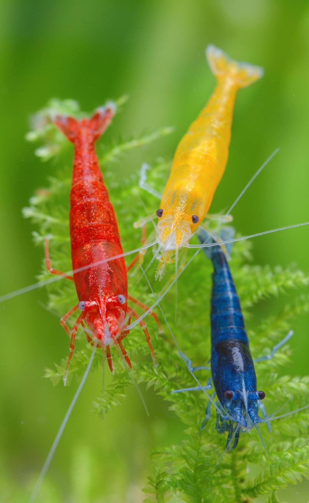 Some examples of the different colors of pet shrimp.