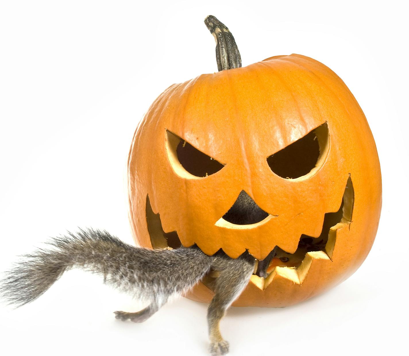 Pumpkin and squirrel istock photo