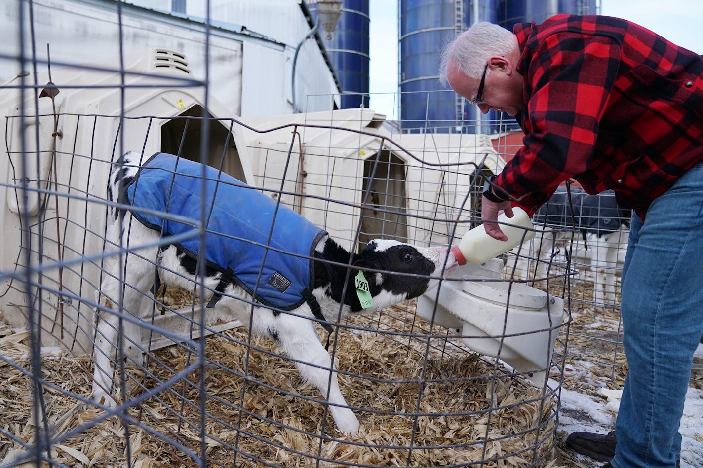 Gov.-elect Tim Walz fed a baby cow a bottle following a press conference to announce commissioners Thursday, Jan. 3, 2019 at Bill Sorg's Dairy Farm in Hastings, Minn.