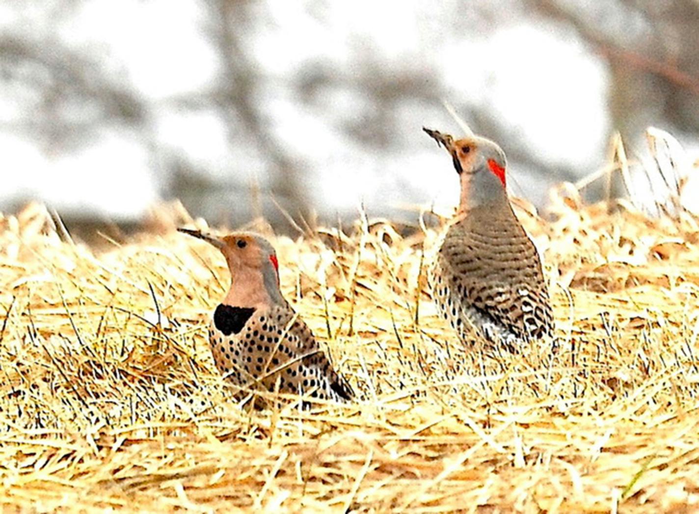 A pair of flickers on the ground with soil on their beaks.