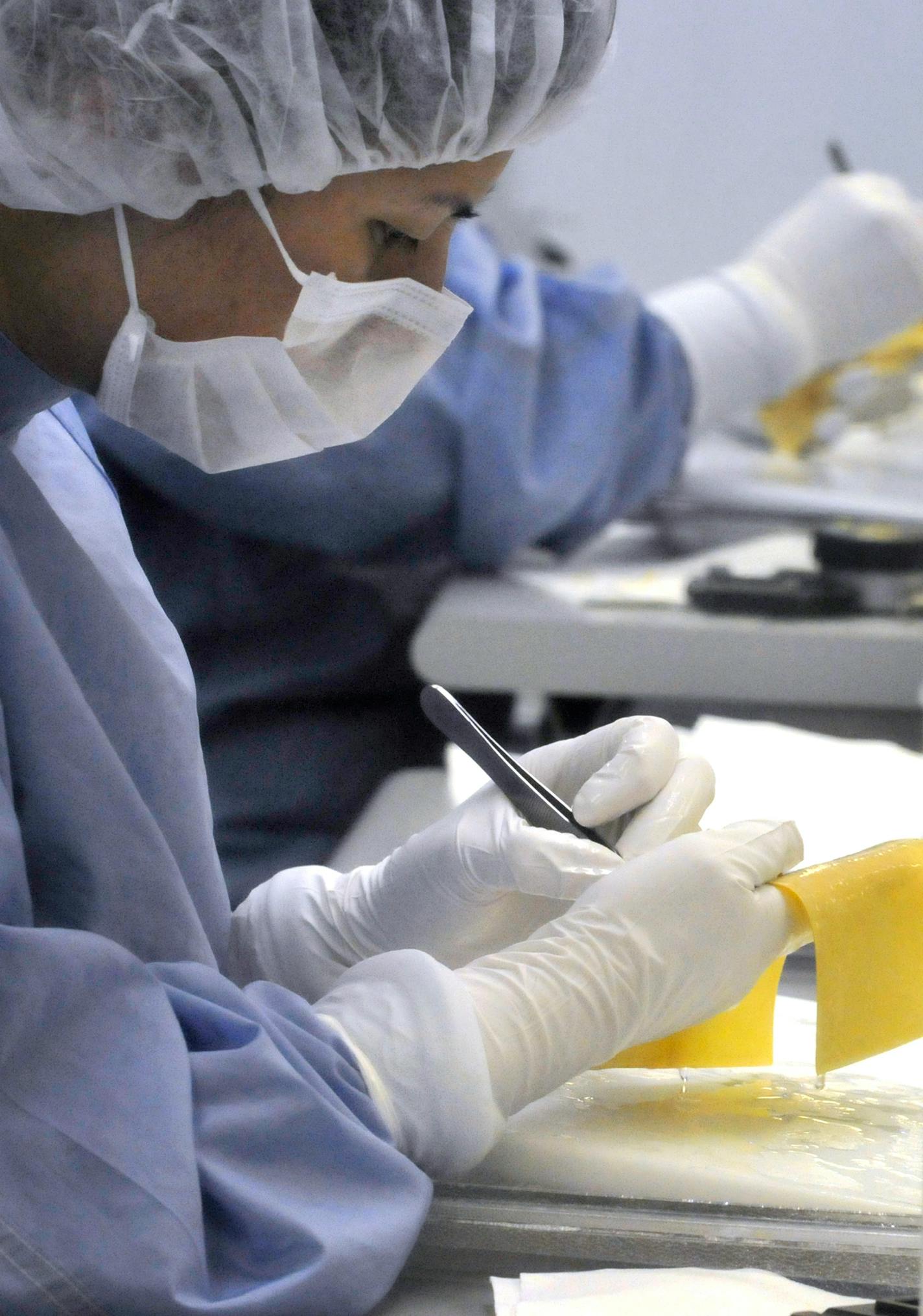 Synovis technicians inspected treated pieces of bovine tissue Wednesday as part of the process to make the company's line of Tissue-Guard products.