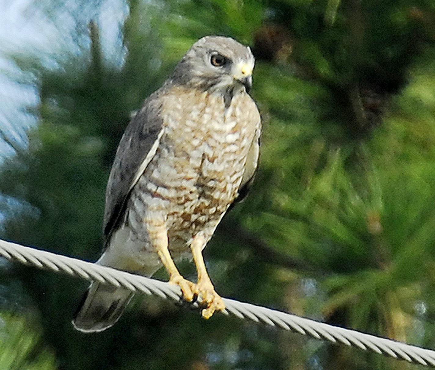 Broad-winged hawk credit: Jim Williams, special to the Star Tribune