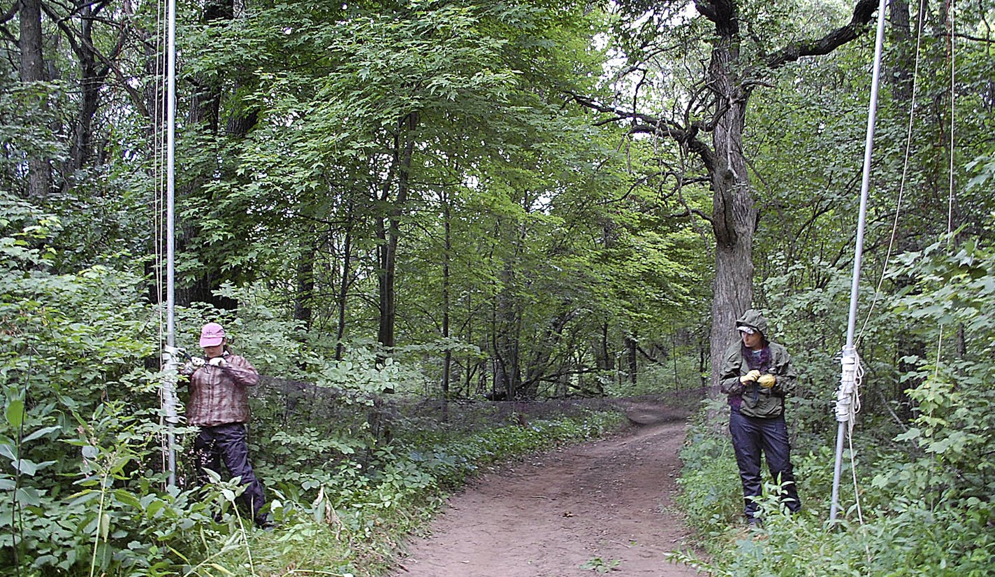 Minnesota researchers are netting and tracking bats in the hopes of fending off the effects of white-nose syndrome, a lethal disease killing populations by the millions. Star Tribune photo by Bob Timmons