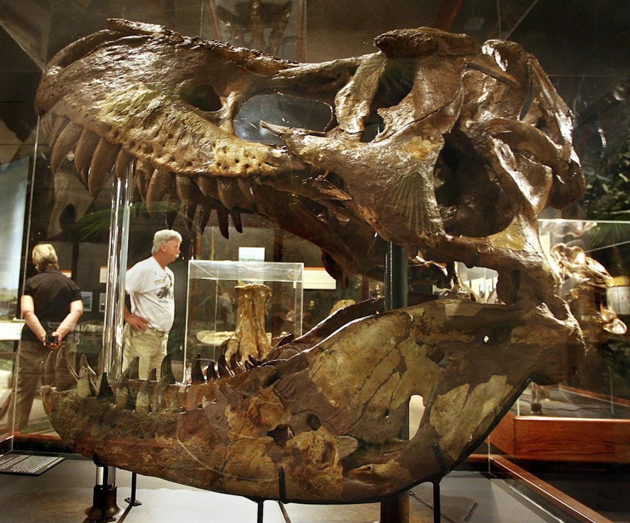 The jaw of a Tyrannosaurus rex frames a visitor at the Museum of the Rockies, which houses a large collection of dinosaur bones in Bozeman.