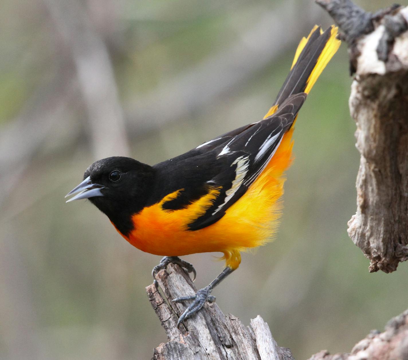 Photo by Don Severson A male Baltimore oriole scans the neighborhood for a good, tall tree for his mate&#xed;s nest.