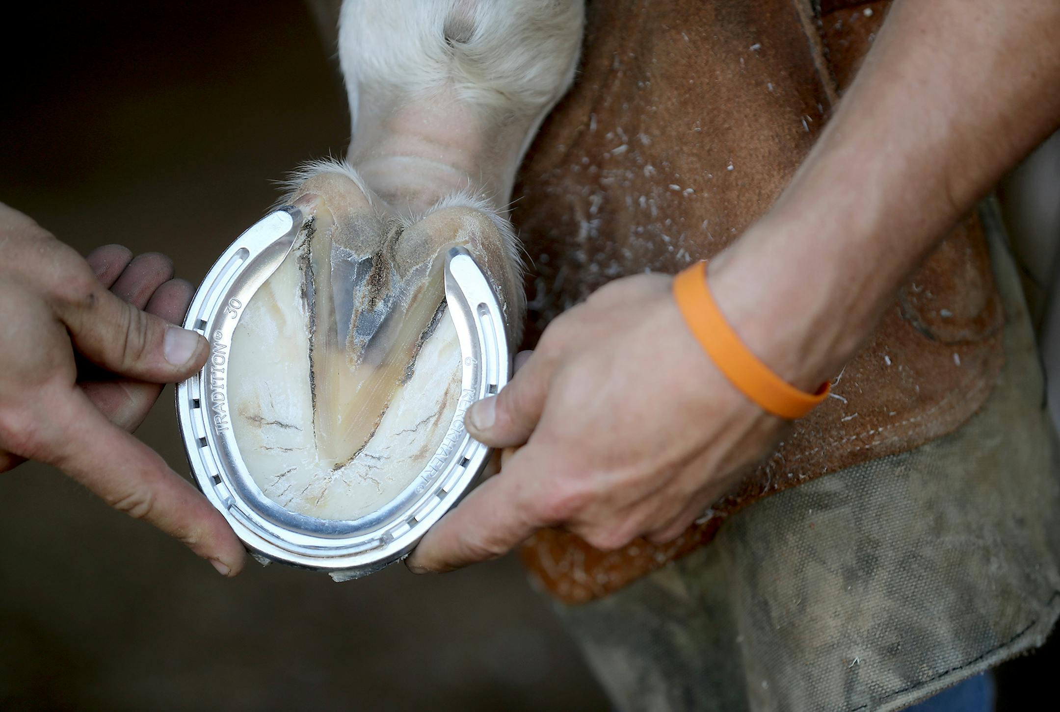 Horseshoer Scott Rhone worked on one of 12 horses for the day's calendar at Canterbury Park, Wednesday, June 15, 2016 in Shakopee, MN. ] (ELIZABETH FLORES/STAR TRIBUNE) ELIZABETH FLORES • eflores@startribune.com