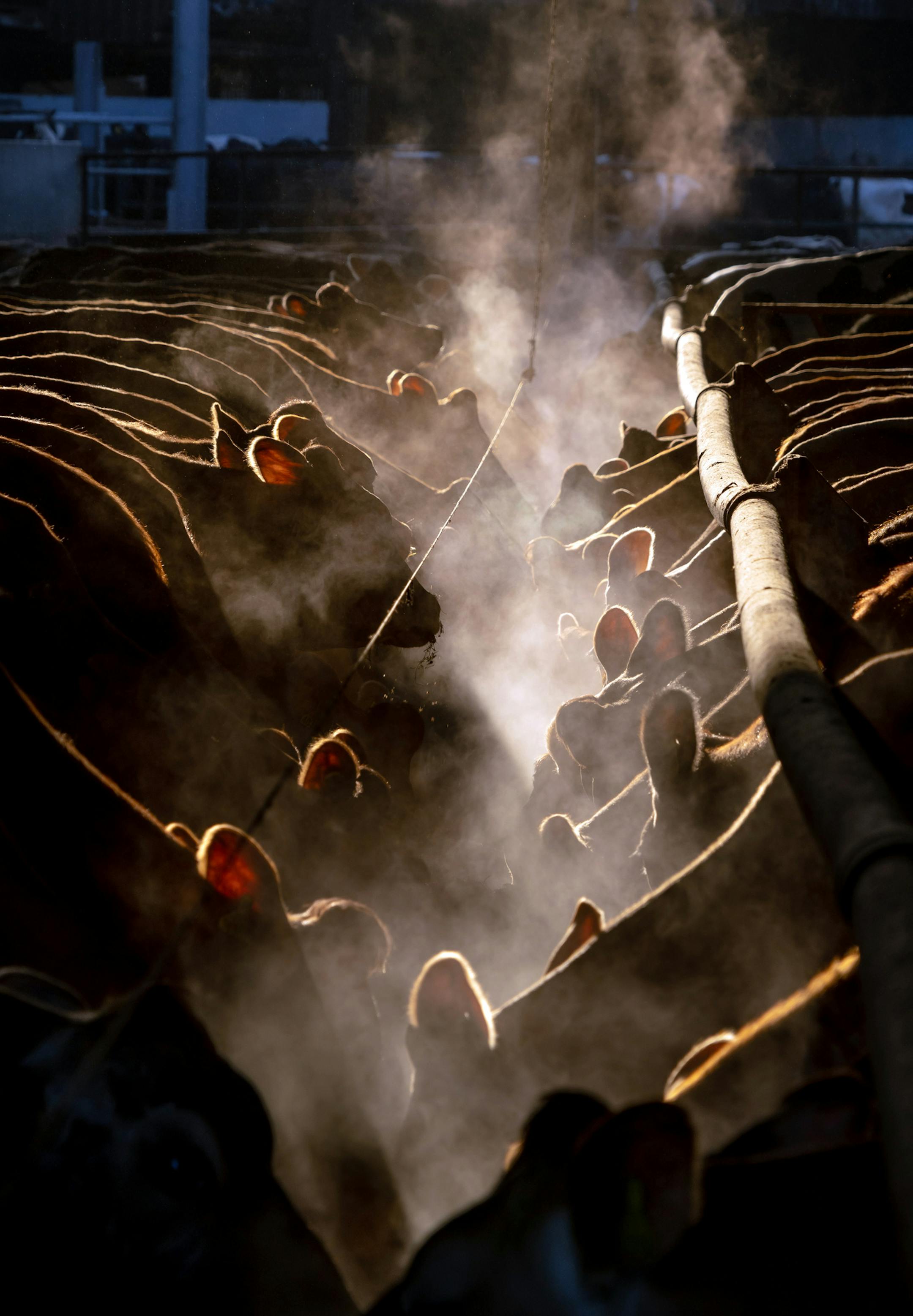 Cattle at breakfast at Brades Farm in Lancaster, England, on March 6, 2020. A Swiss company called Mootral is studying whether an altered diet can make cattle burp and fart less methane — one of the most harmful greenhouse gases and a major contributor to climate change. (Andrew Testa/The New York Times)