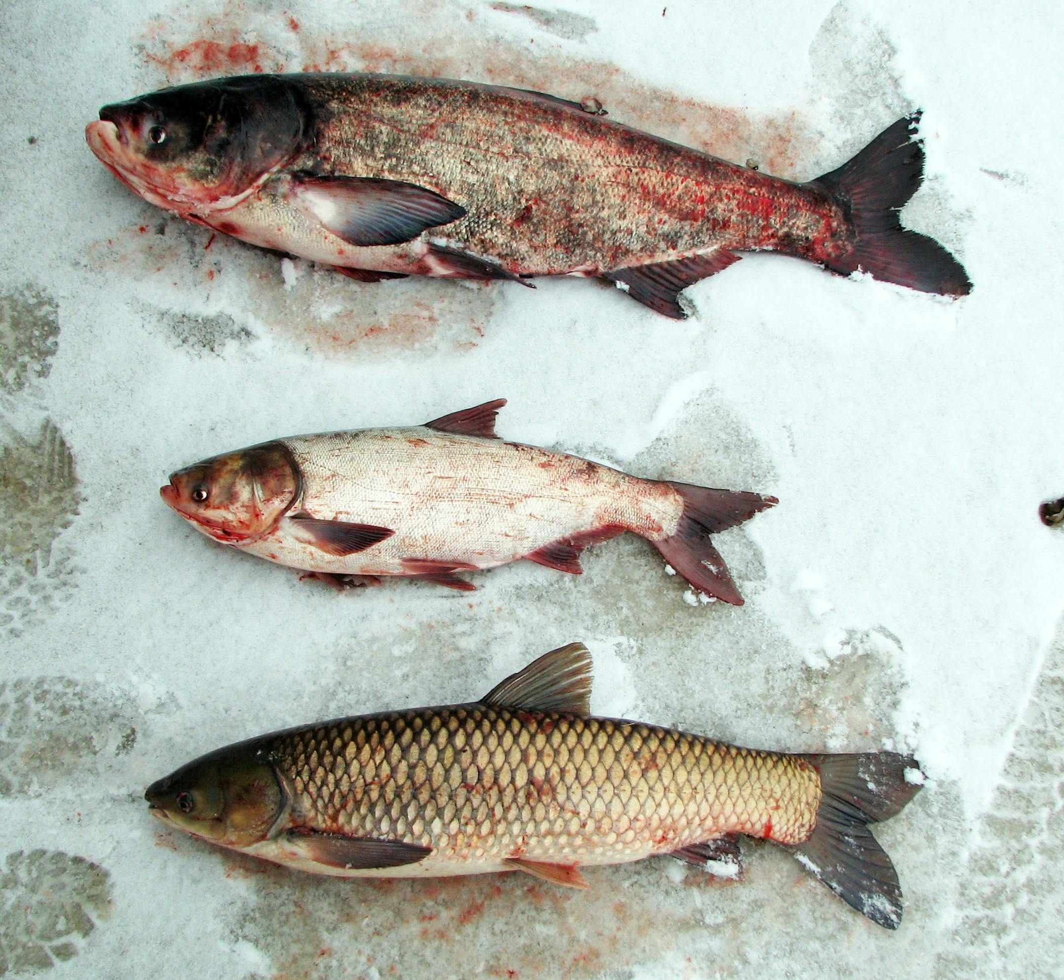Photos of Asian carp caught in the Mississippi River near Winona by commercial fishermen on March 1.