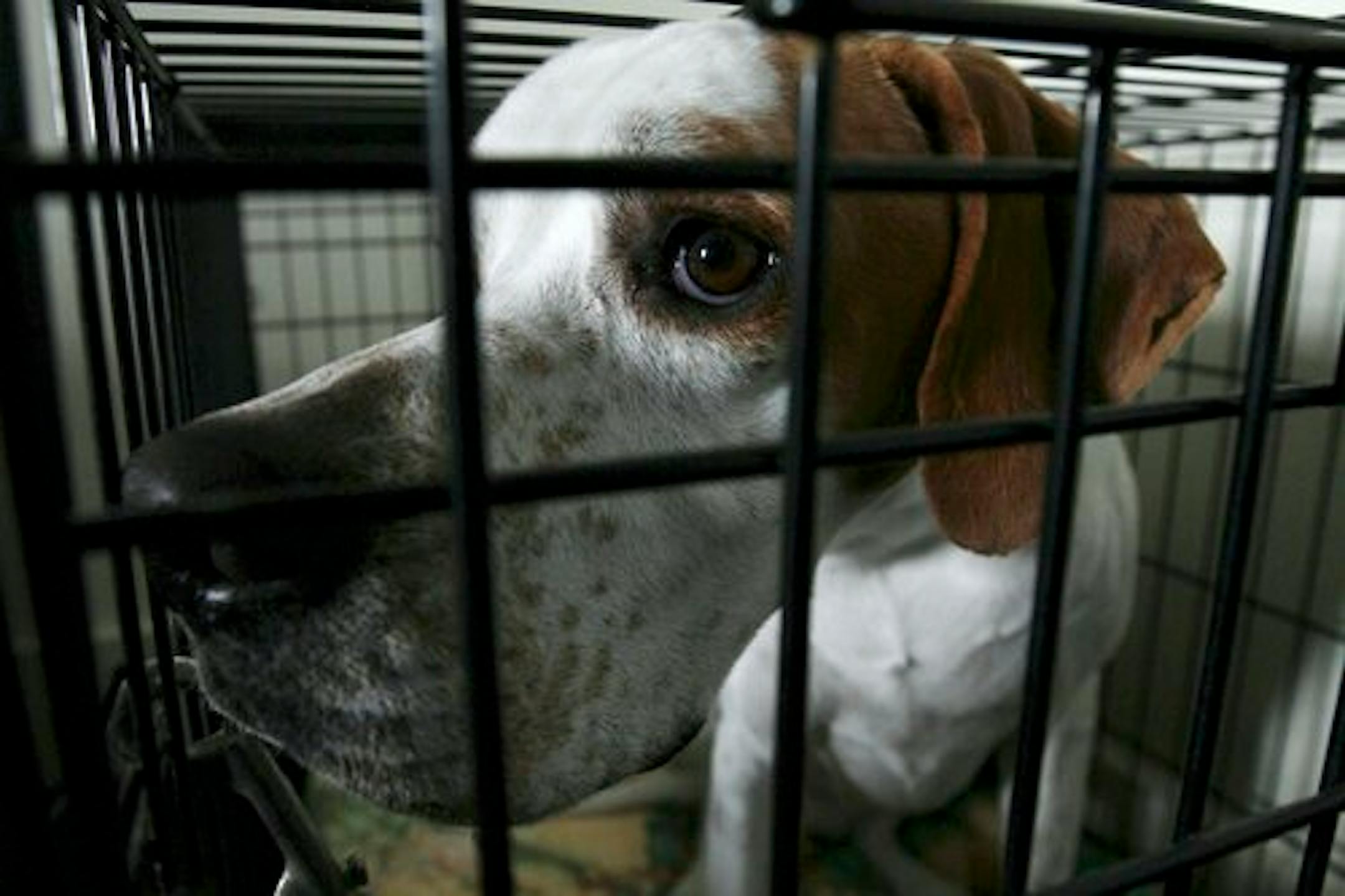 Jose, an English pointer from Greenville, S.C., stands in his crate in a room at the Pennsylvania Hotel, Sunday, Feb. 14, 2010, in New York. The 134th Westminster Kennel Club Dog Show will take place Monday and Tuesday at New York's Madison Square Garden. Jose is scheduled to compete in the show. (AP Photo/Tina Fineberg)