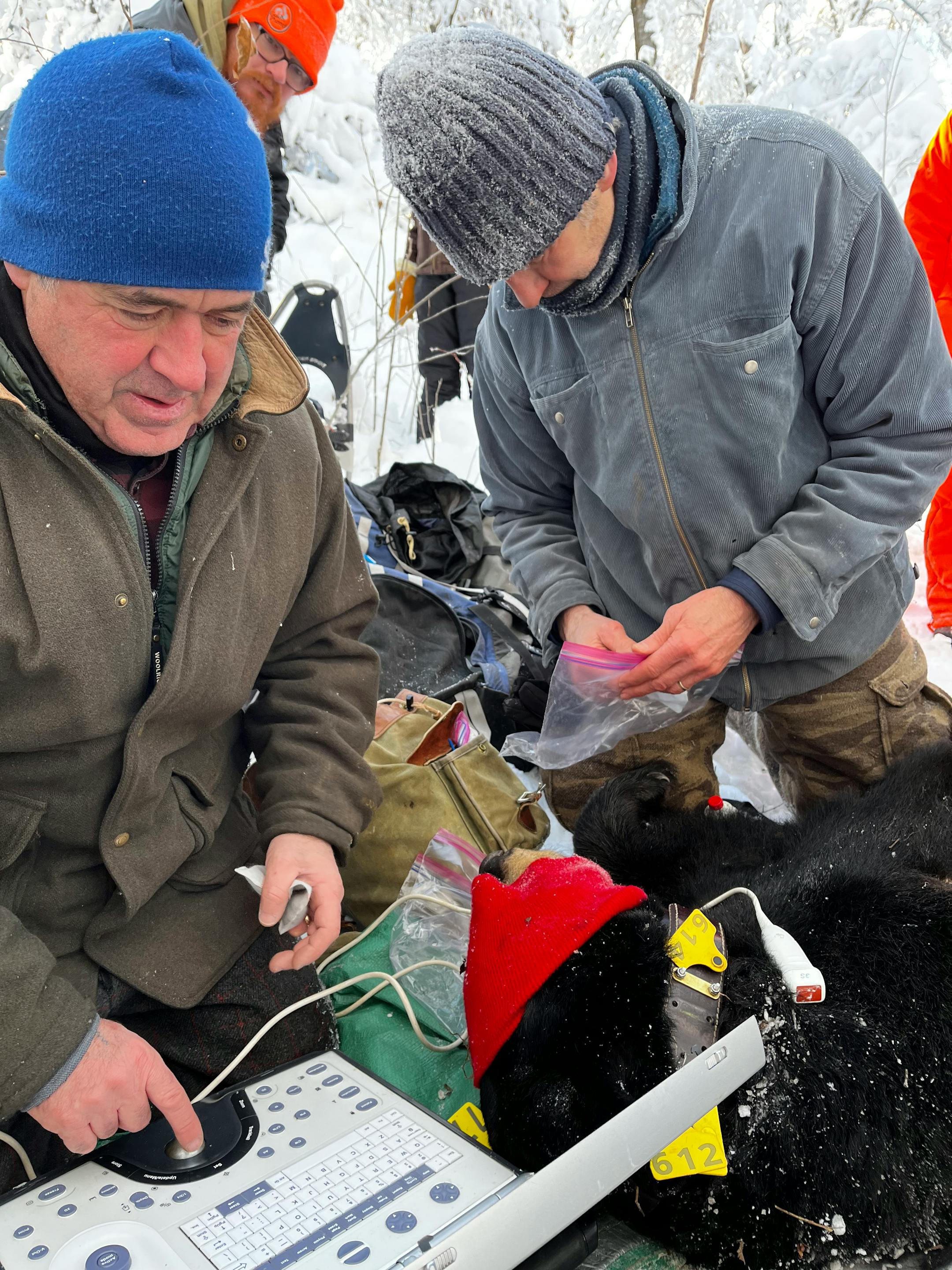 Tim Laske of Medtronic, left, and Paul Iaizzo of the University of Minnesota, right, check data from a Medtronic heart monitor the black bear is wearing. Iaizzo studies how the bears' behaviors, especially hibernation, can help human medicine.