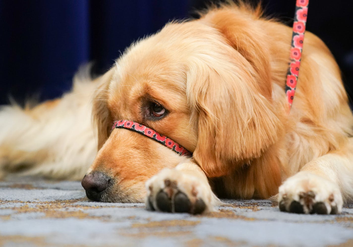 Norie, the new RCAO Facility Dog came into the press conference with her handler, Bill Kubes, RCAO Victim Advocate, and stood or laid by his side as cameras recorder her every move. ] GLEN STUBBE &#x2022; glen.stubbe@startribune.com Tuesday, July 2, 2019 Ramsey County Attorney's Office introduces its new facility dog to provide companionship to both adult and child victims and witnesses of crime through difficult moments of the prosecution process. What's Happening at this time: Featured at pres